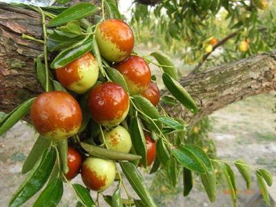 國內最好吃的冬棗在哪?到這3個地方,保證你挑的棗個個脆甜好吃