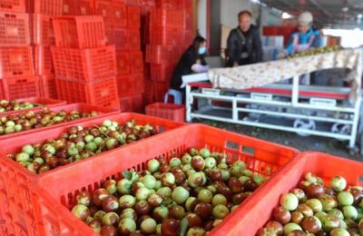 黃驊:金秋時節(jié)冬棗飄香