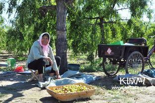 黃驊冬棗成富民產業 年產值10億